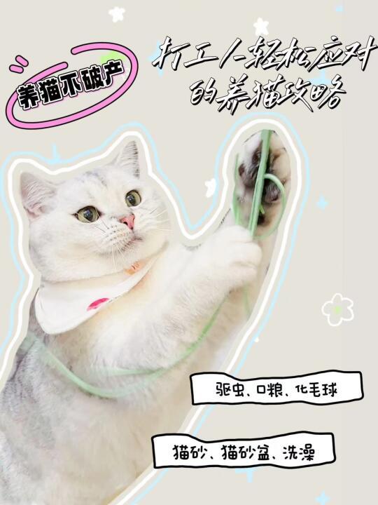 💰养猫不破产 | 普通打工人也能轻松养猫