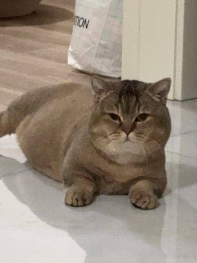 佳乐滋猫咪湿粮/罐头