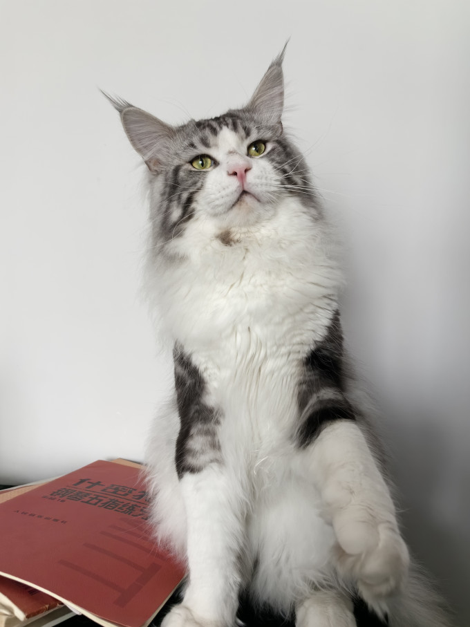 憨仕猫砂
