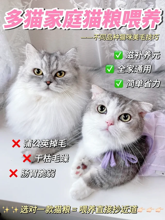 🐱多猫家庭想要美毛都在吃这款猫粮