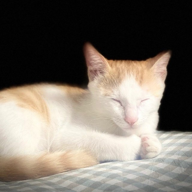 元宝，那只橘色的“寻宝者