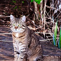 每只猫猫都有浮毛，不妨试试宠物空气净化器，一招解决清理难题