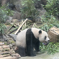 萌二，让你一秒爱上熊猫🐼