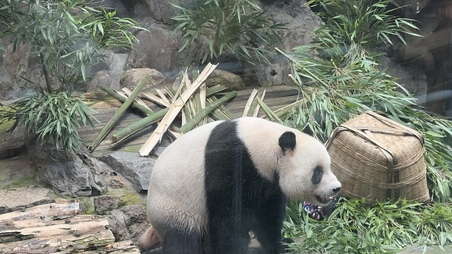 萌二，让你一秒爱上熊猫🐼