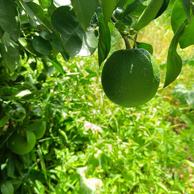 浅浅感受乡村气息：天气太热，趁着歇暑，和大家介绍我做农活时使用的一些称手工具