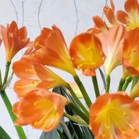 8种花，立秋后赶紧“晒一晒”， 越晒越爱长，越晒越“爆花”