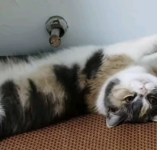猫咪的休息窝