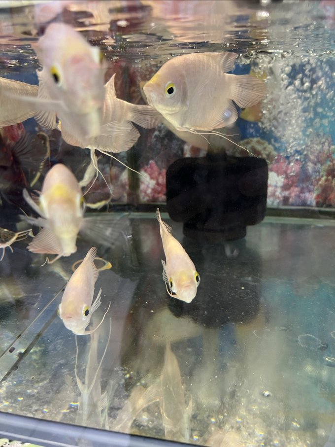 水族