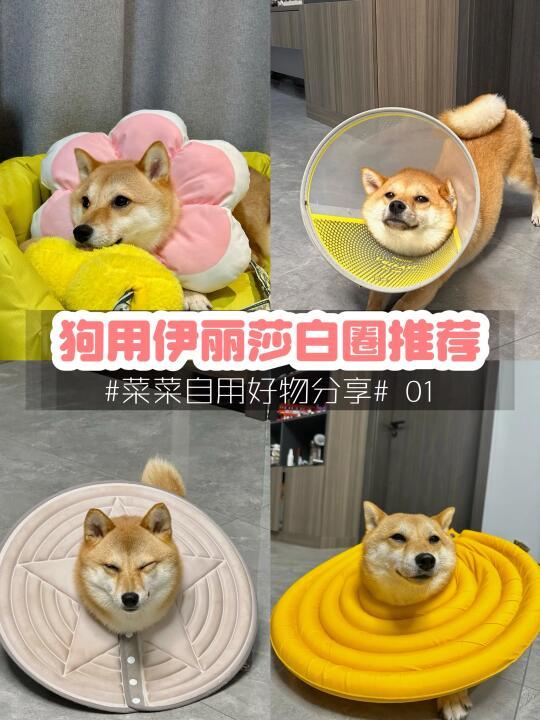 自用分享|菜菜的伊丽莎白圈征战史