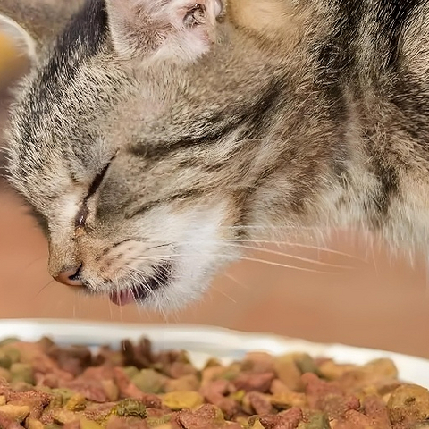 喵星人的美食盛宴！纽翠斯冻干黑钻系列猫粮大揭秘