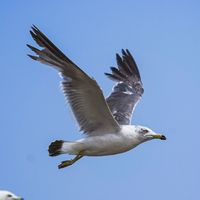 腾龙70-300，穷人打鸟神器