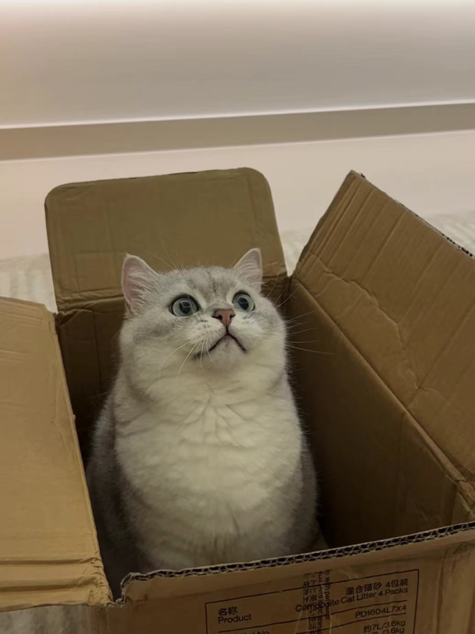 盒边猫咪冻干零食