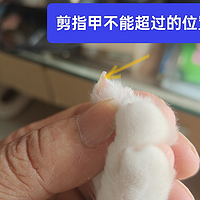 降低小猫咪破坏力，我剪剪剪……