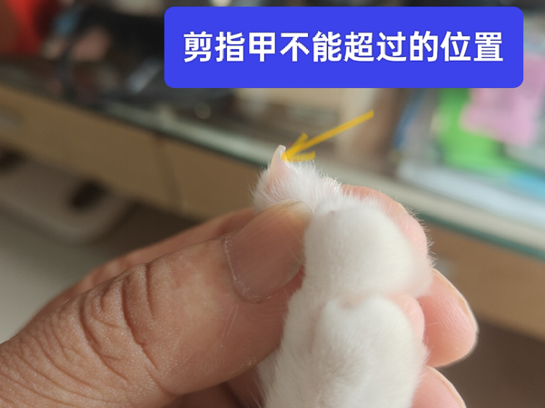 降低小猫咪破坏力，我剪剪剪……
