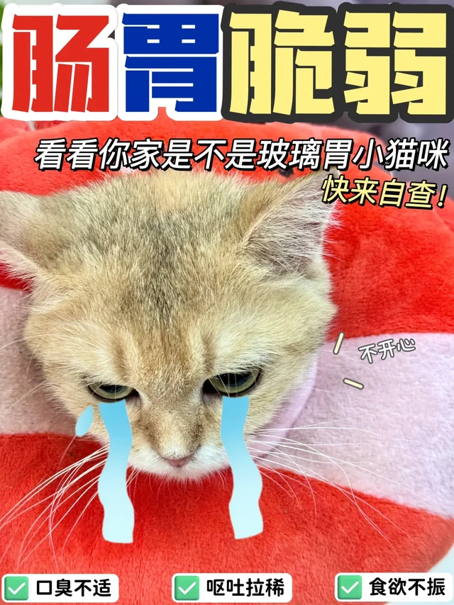 玻璃胃毛孩子选择困难症❓那是没遇到它