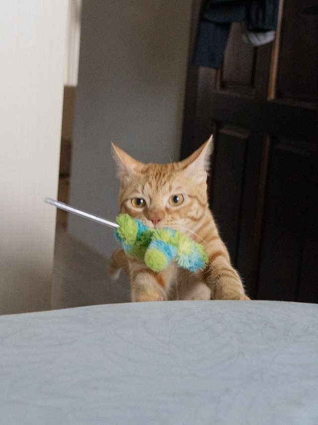 猎豹的假日——小猫咪的极速跑酷