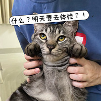 猫猫体检项目这么多，做足功课才能不花冤枉钱