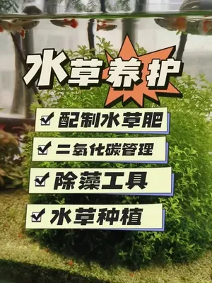 #水族 #鱼缸里的大自然 #水草缸 #观赏鱼 #鱼缸造景 水草种植与日常养护。