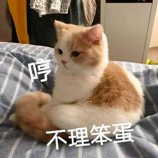 猫咪不喜欢你的五大原因 ~你有猫缘么？