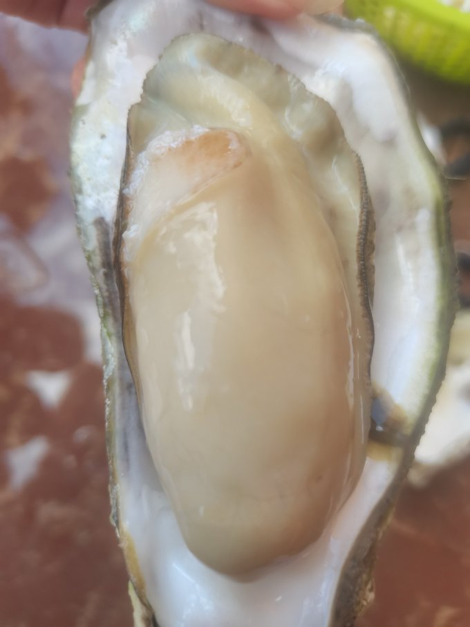 贝类