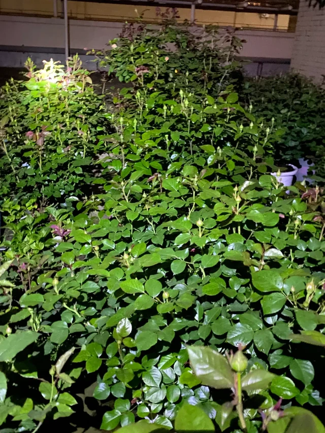 不是神肥用不起，而是复合肥更有性价比。
