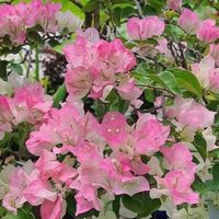 花养人、人养花，这6种花能养“一辈子”，越养越值大钱！