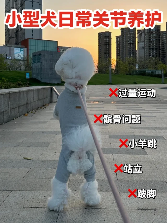 小型犬关节养护！真的要从小开始预防 ！！