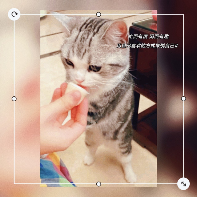 羊奶猫布丁，猫猫小零食