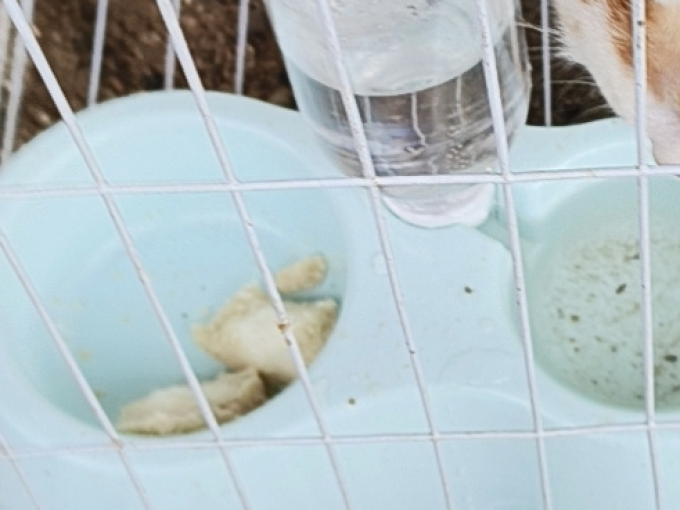 宠物智能喂食器