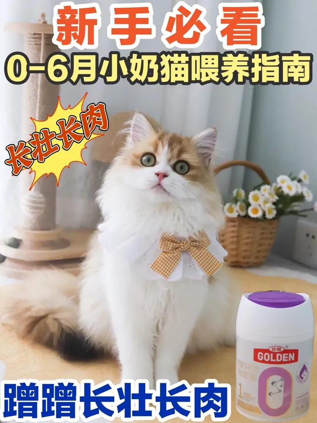 养小奶猫真的不难，这篇攻略新手快码住！