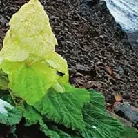 喜马拉雅山奇异植物：一生只开一次花，借苞叶在高原存活