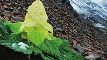 喜马拉雅山奇异植物：一生只开一次花，借苞叶在高原存活