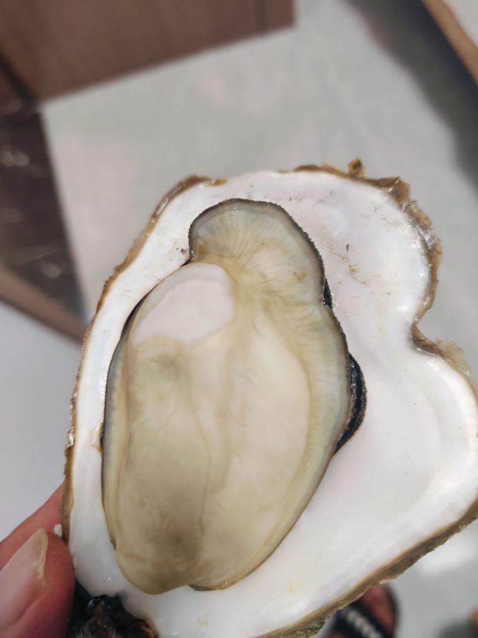 乳山牡蛎贝类