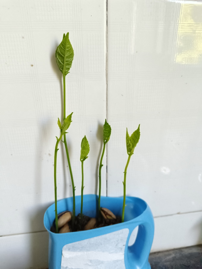 双盟盆栽