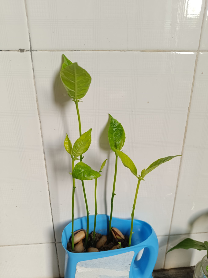 双盟盆栽