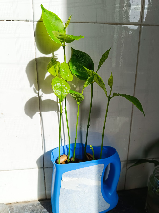 双盟盆栽