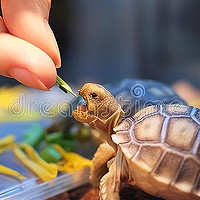 乌龟的健康饮食指南：让你的龟宝贝活力满满！