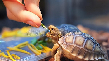 乌龟的健康饮食指南：让你的龟宝贝活力满满！