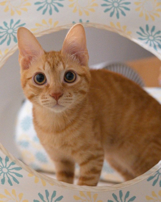 大猫日记猫抓板