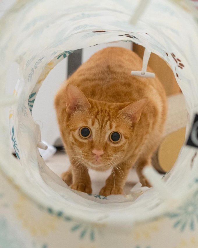 大猫日记猫抓板
