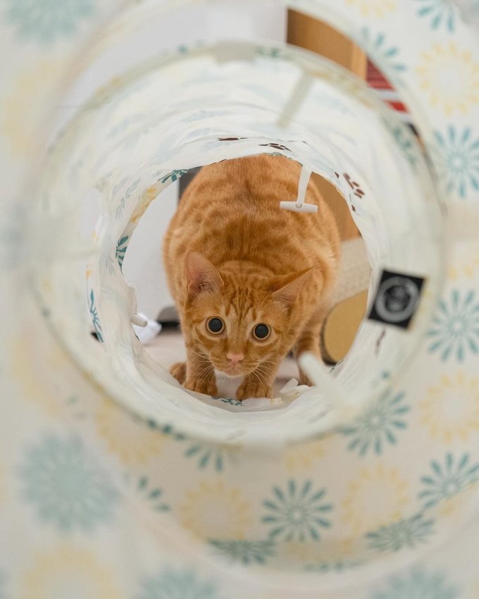 大猫日记猫抓板