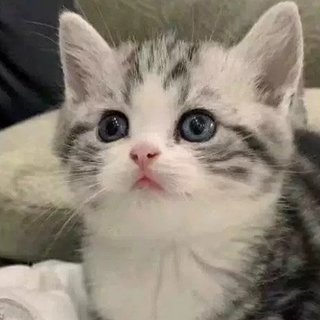 欢迎👏进入新手养猫指南