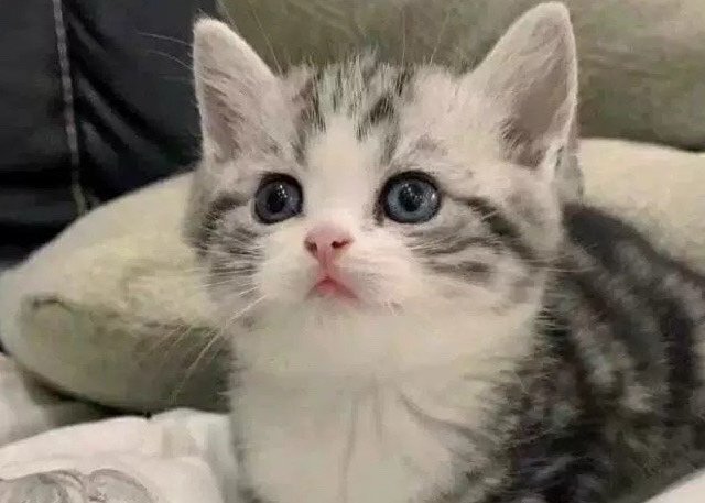 欢迎👏进入新手养猫指南