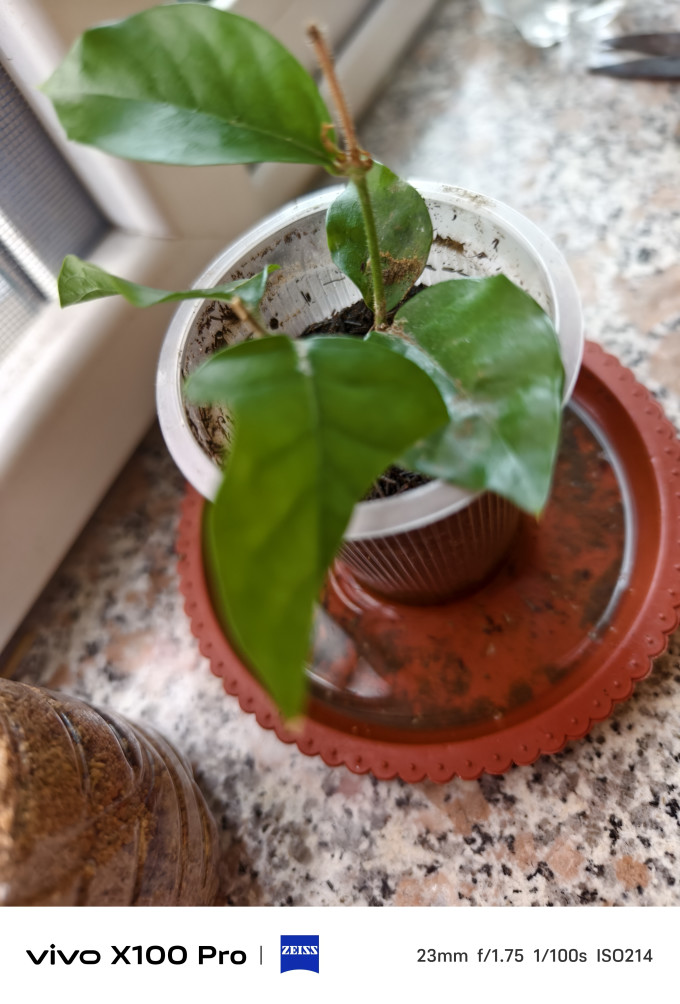 种花迷盆栽