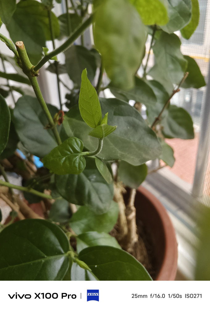 种花迷盆栽