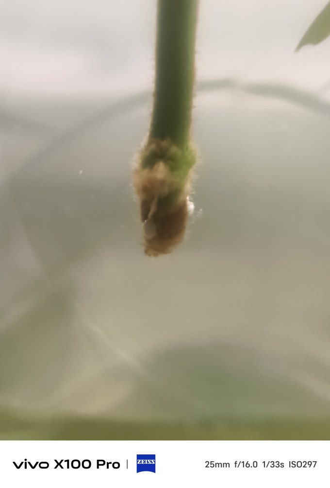种花迷盆栽