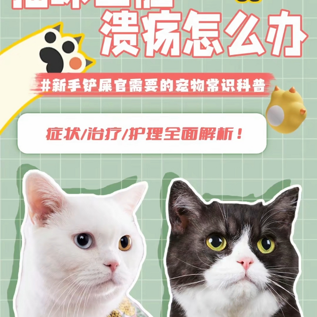 猫咪口腔溃疡怎么办？