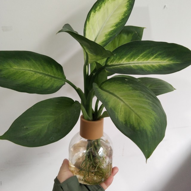 绿植新宠：”黄金玛丽安水培植物
