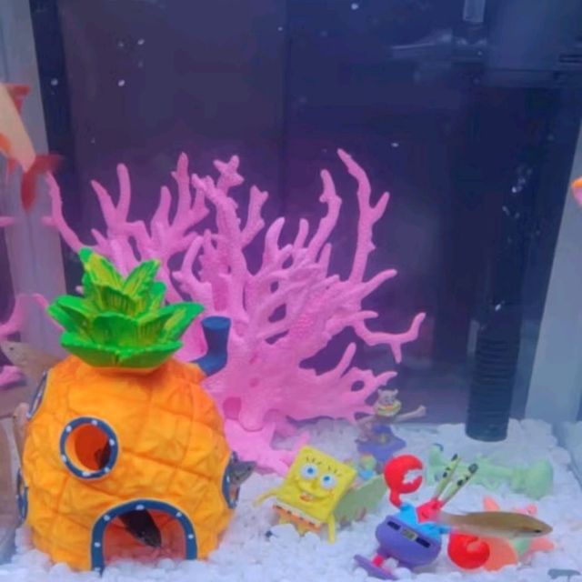 鱼缸里的“海绵宝宝”