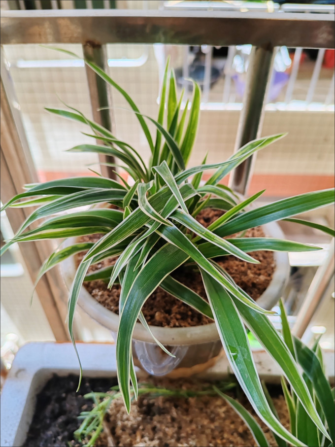 爱你一万年鲜花绿植